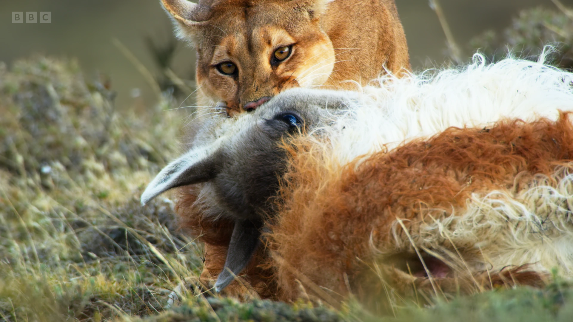 South American cougar (Puma concolor concolor) as shown in Seven Worlds, One Planet - South America